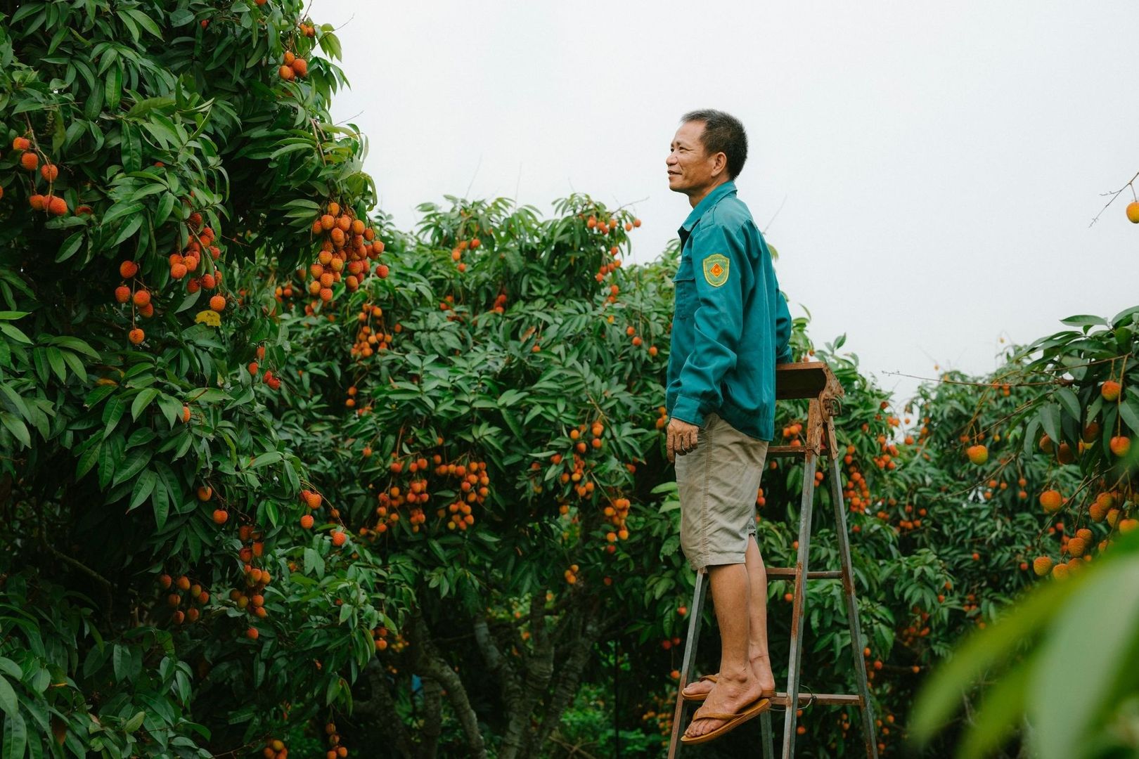 Farmer among lychee trees covered with ripe orange-red fruit